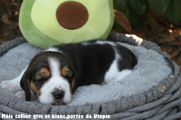 du clos du bonheur - Chiots disponibles - Beagle