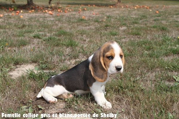 du clos du bonheur - Chiots disponibles - Beagle