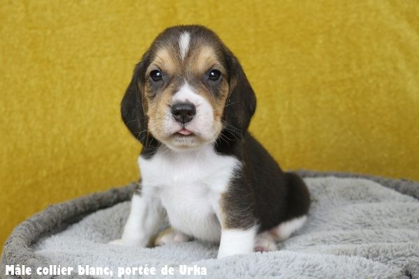 du clos du bonheur - Chiots disponibles - Beagle