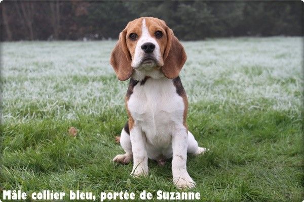 Chiot Beagle du clos du bonheur