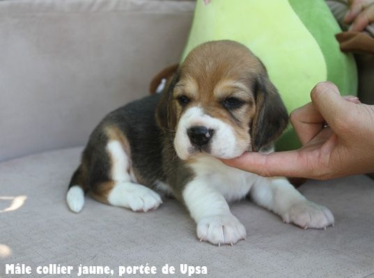 du clos du bonheur - Chiots disponibles - Beagle