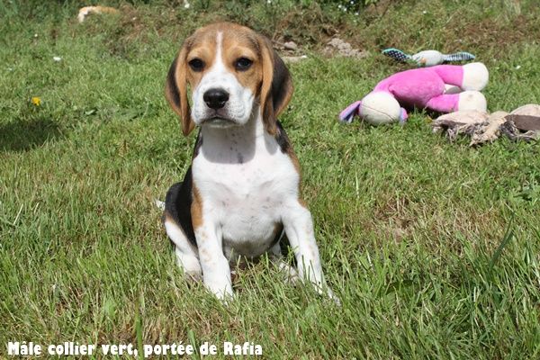 du clos du bonheur - Chiots disponibles - Beagle