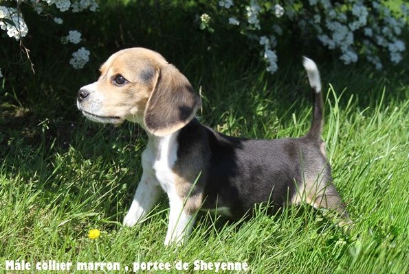 du clos du bonheur - Chiots disponibles - Beagle