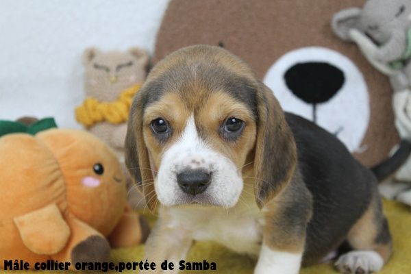 du clos du bonheur - Chiots disponibles - Beagle