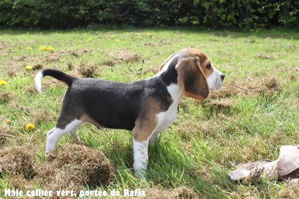 du clos du bonheur - Beagle - Portée née le 21/01/2025