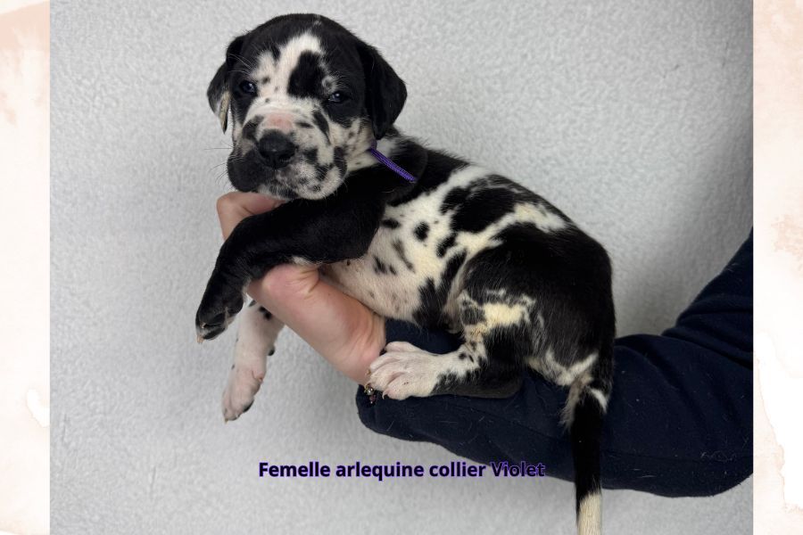 du clos du bonheur - Chiots disponibles - Dogue allemand