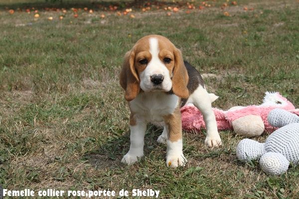 du clos du bonheur - Chiots disponibles - Beagle