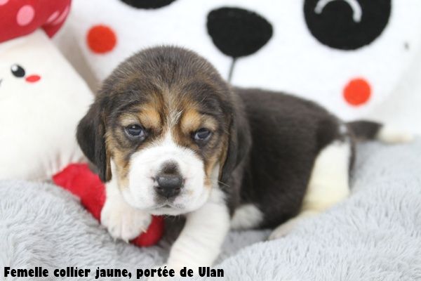 du clos du bonheur - Chiots disponibles - Beagle