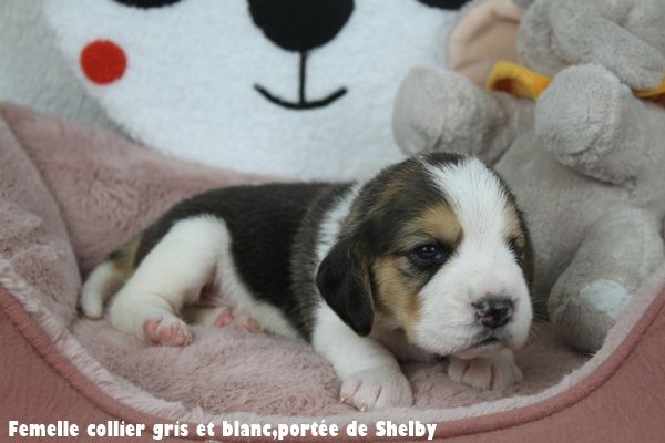 du clos du bonheur - Chiots disponibles - Beagle