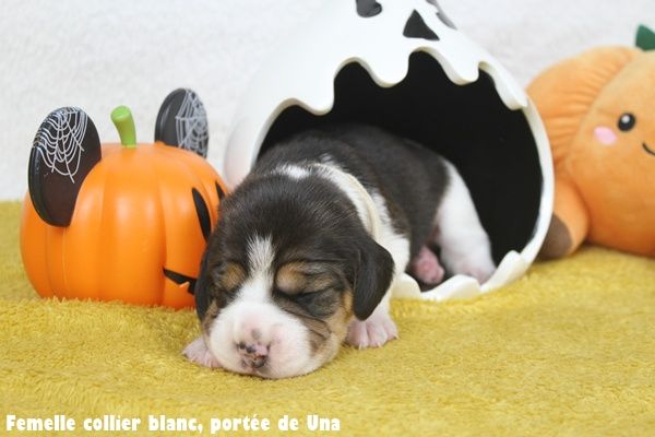 du clos du bonheur - Chiots disponibles - Beagle