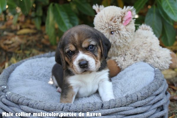 du clos du bonheur - Chiots disponibles - Beagle
