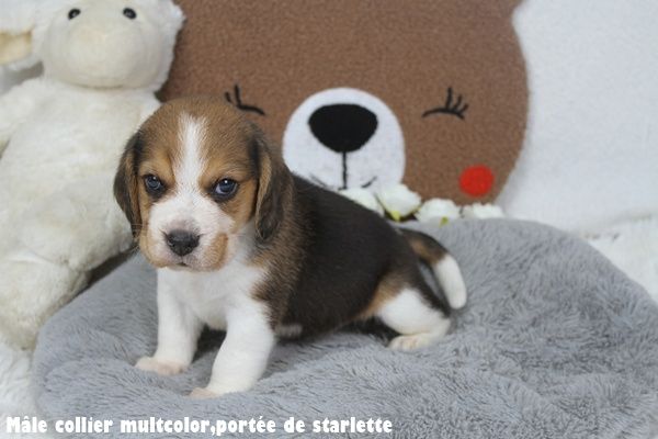du clos du bonheur - Chiots disponibles - Beagle