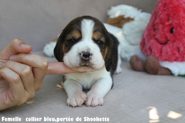 du clos du bonheur - Chiots disponibles - Beagle