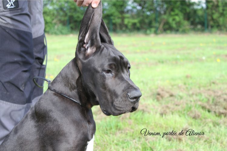 du clos du bonheur - Chiots disponibles - Dogue allemand