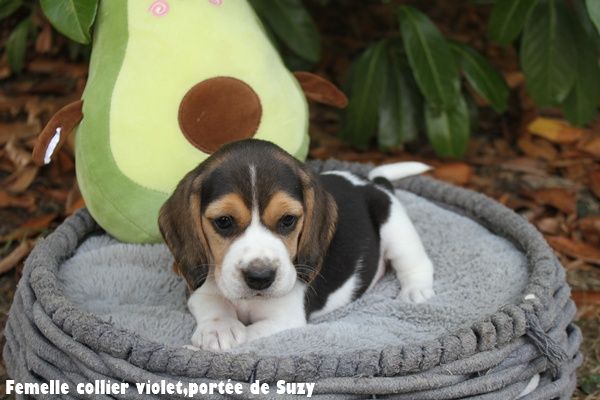 du clos du bonheur - Chiots disponibles - Beagle