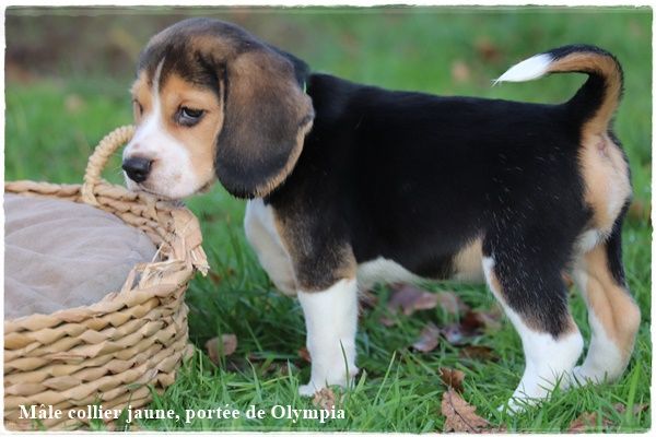 Chiot Beagle du clos du bonheur