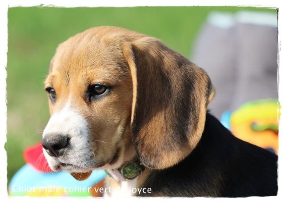 Chiot Beagle du clos du bonheur