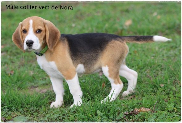 Chiot Beagle du clos du bonheur