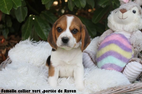du clos du bonheur - Chiots disponibles - Beagle