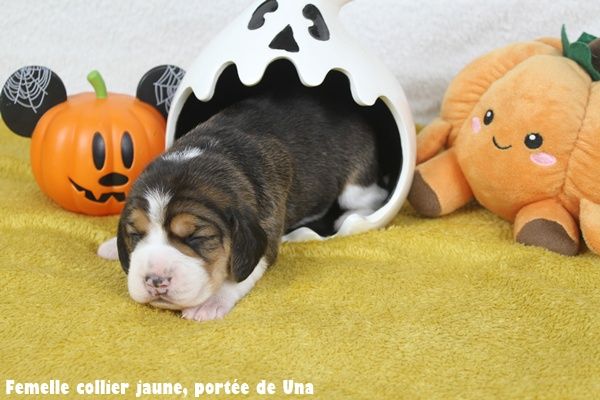 du clos du bonheur - Chiots disponibles - Beagle