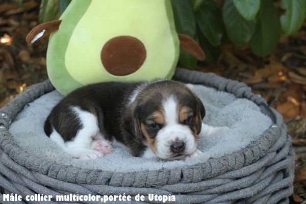 du clos du bonheur - Chiots disponibles - Beagle