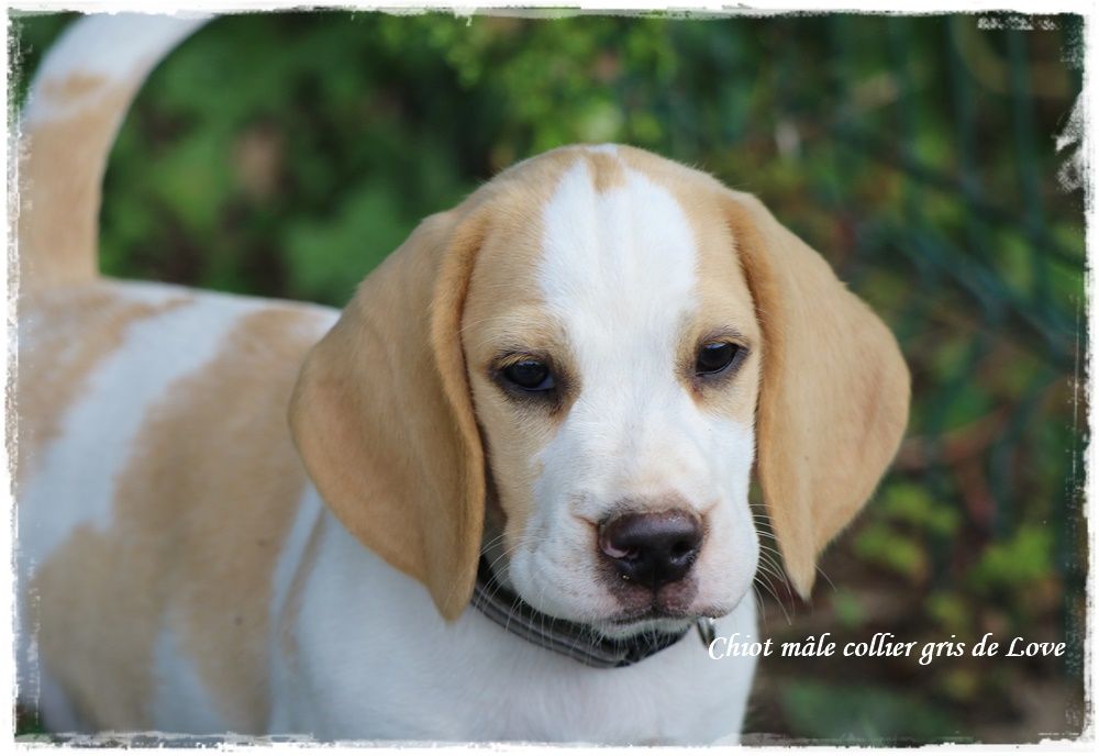 Chiot Beagle du clos du bonheur