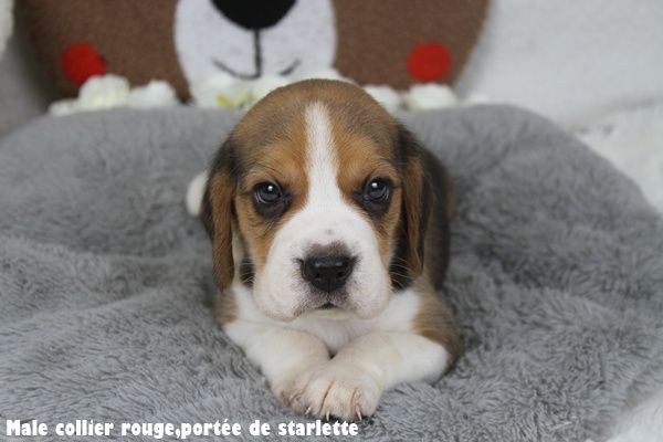 du clos du bonheur - Chiots disponibles - Beagle