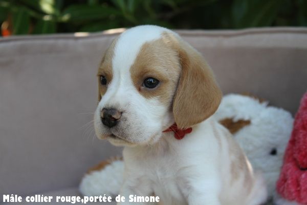 du clos du bonheur - Chiots disponibles - Beagle