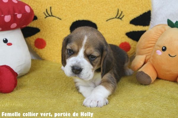 du clos du bonheur - Chiots disponibles - Beagle