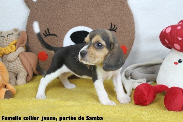 du clos du bonheur - Chiots disponibles - Beagle