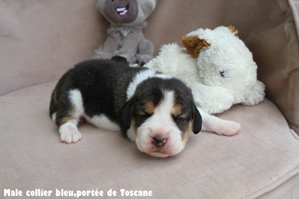 du clos du bonheur - Chiots disponibles - Beagle