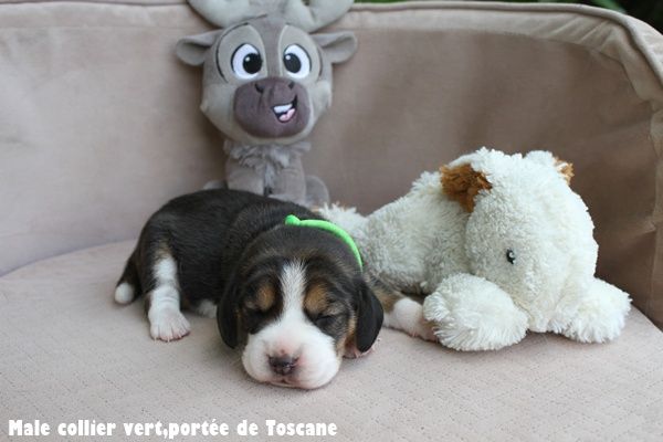 du clos du bonheur - Chiots disponibles - Beagle