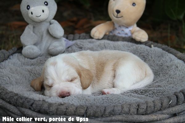 du clos du bonheur - Chiots disponibles - Beagle