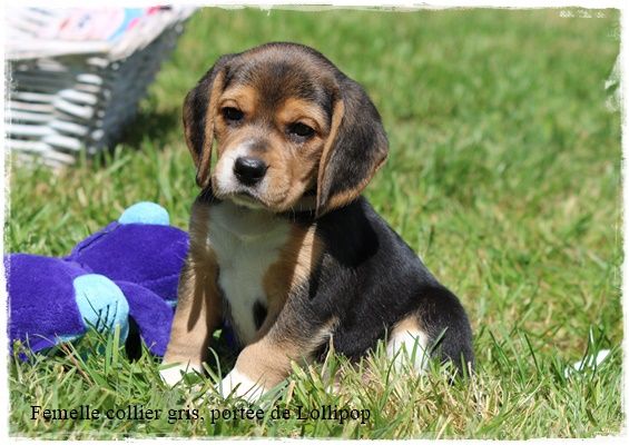 Chiot Beagle du clos du bonheur