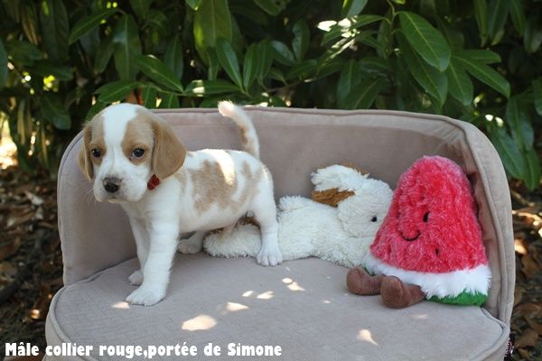 du clos du bonheur - Beagle - Portée née le 03/07/2025