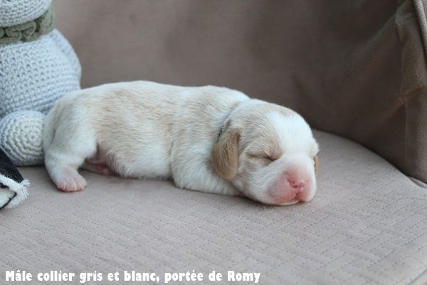 du clos du bonheur - Chiots disponibles - Beagle