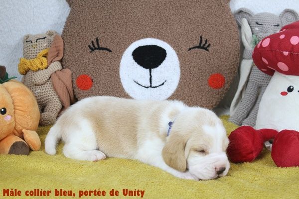 du clos du bonheur - Chiots disponibles - Beagle