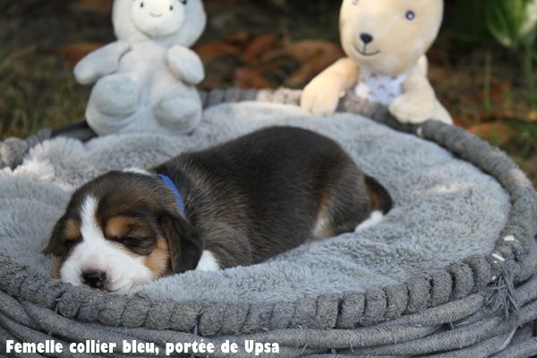 du clos du bonheur - Chiots disponibles - Beagle