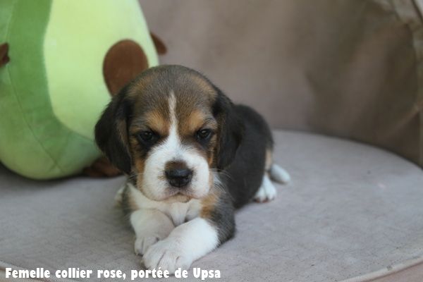 du clos du bonheur - Chiots disponibles - Beagle