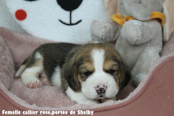 du clos du bonheur - Chiots disponibles - Beagle