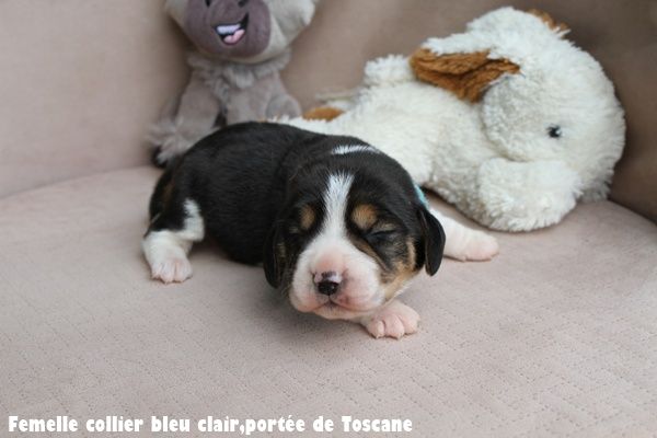 du clos du bonheur - Chiots disponibles - Beagle