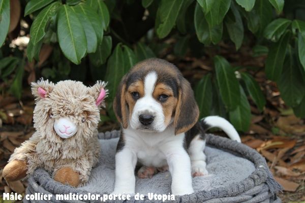 du clos du bonheur - Chiots disponibles - Beagle