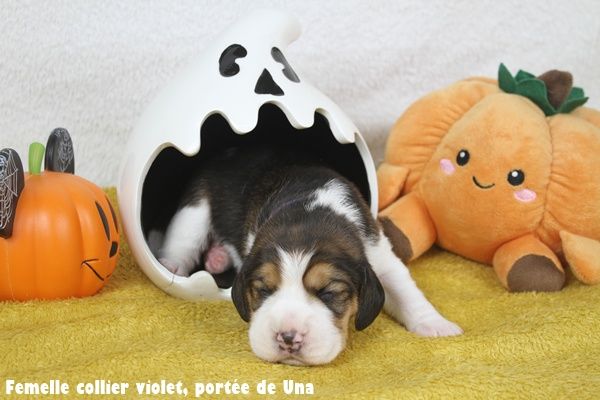 du clos du bonheur - Chiots disponibles - Beagle
