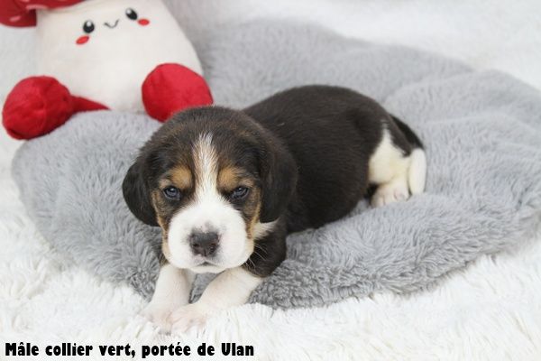du clos du bonheur - Chiots disponibles - Beagle