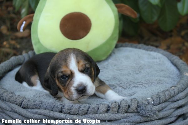 du clos du bonheur - Chiots disponibles - Beagle