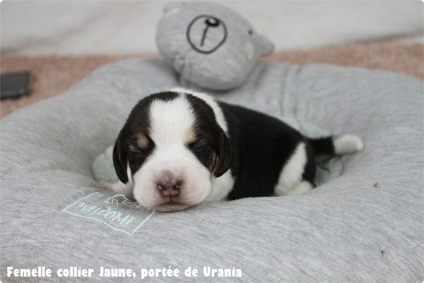 du clos du bonheur - Chiots disponibles - Beagle