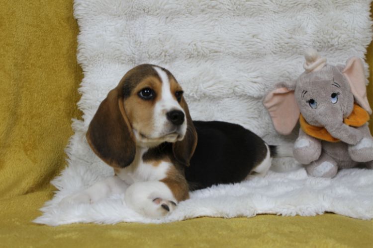 du clos du bonheur - Chiots disponibles - Beagle