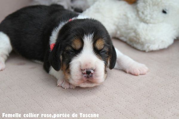 du clos du bonheur - Beagle - Portée née le 07/07/2025