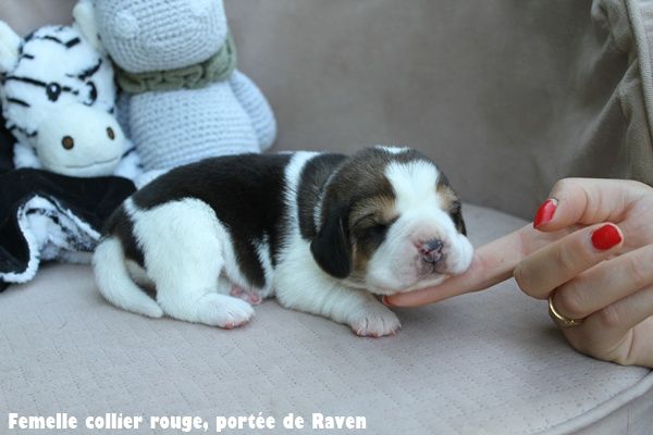 du clos du bonheur - Chiots disponibles - Beagle