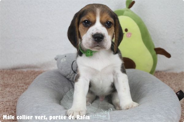 du clos du bonheur - Chiots disponibles - Beagle